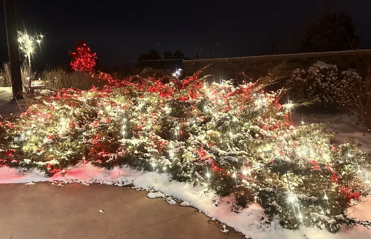 Snow-covered juniper beds woven with red and warm white lights along a walkway