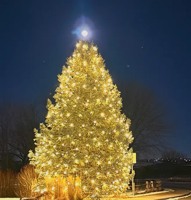 A single Erie evergreen wrapped top to base in warm white lights under a full moon