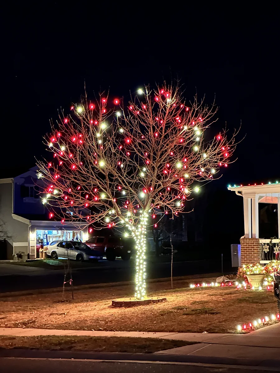 A young front-yard tree in Barefoot Lakes, Firestone, professionally wrapped for Christmas: warm white lights spiral up the trunk and red and warm white bulbs fill every branch, beside a lit porch at night