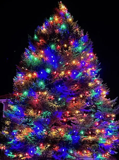Evergreen tree lit with large multicolor bulbs