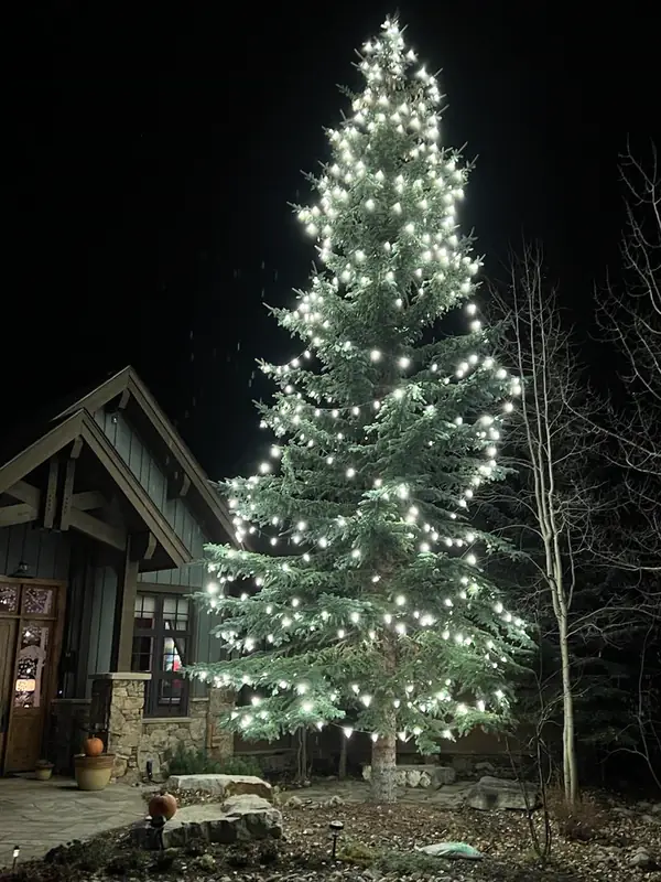 Tall evergreen wrapped in warm white lights at night