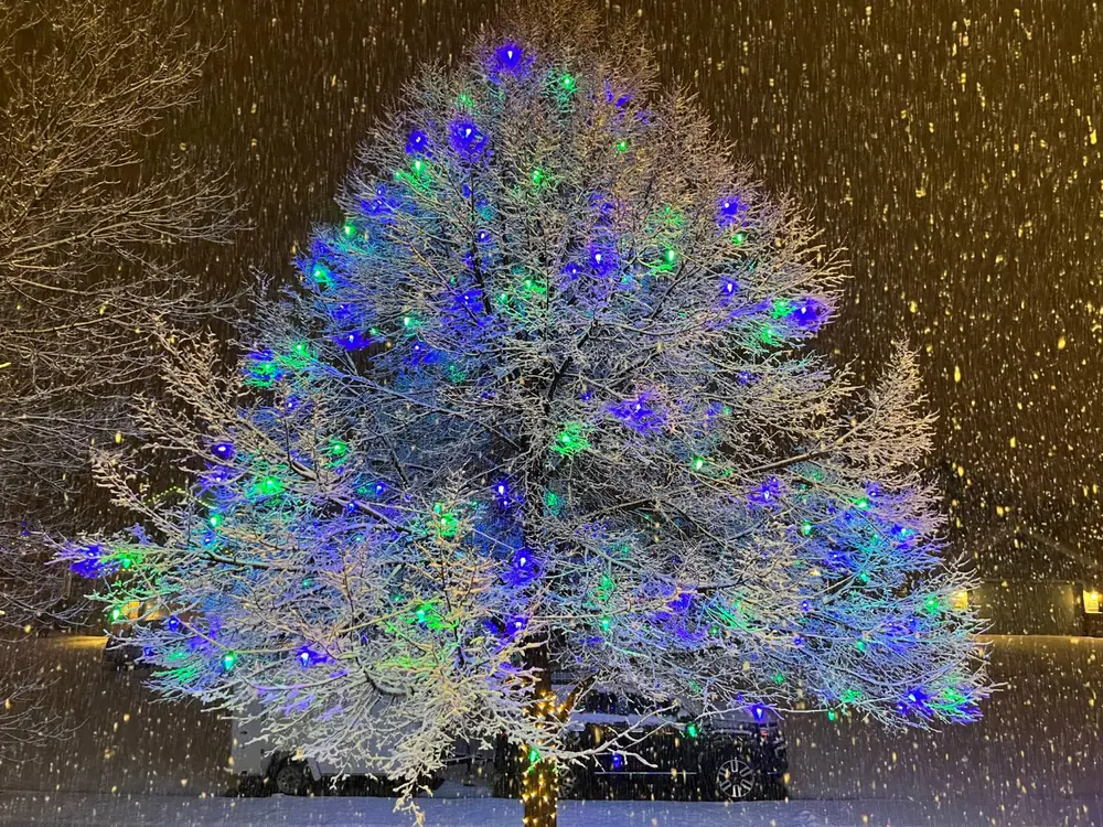 A single large front-yard tree lit with blue and green C9 bulbs scattered through its snow-covered branches, glowing at night during a snowfall