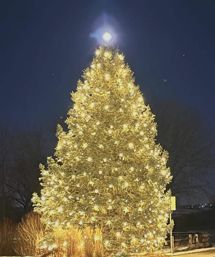 A tall evergreen wrapped top to base in warm white bulbs under a full moon, a real Family Holiday Lighting install